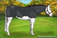 Horse Color:Black Splash 