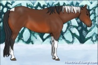 Horse Color:Bay Tobiano 