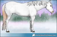 Horse Color:Bay Roan Appaloosa 