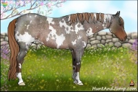 Horse Color:White Spotted Liver Red Roan 