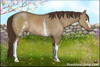 Horse Color:White Spotted Liver Red Dun Rabicano 