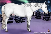 Horse Color:Liver Chestnut Appaloosa 