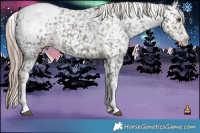 Horse Color:Liver Chestnut Appaloosa 