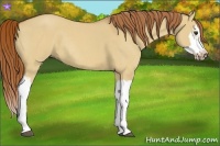 Horse Color:Red Dun Roan Splash Frame Rabicano 