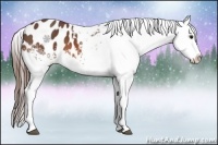 Horse Color:White Spotted Bay Roan Blanket
