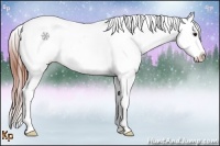 Horse Color:Bay Dun Appaloosa 