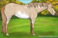 Horse Color:Red Dun Roan Splash Frame Rabicano