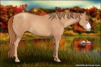 Horse Color:Gold Champagne