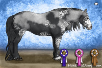 Horse Color:White Spotted Black Sabino 