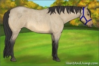 Horse Color:Buckskin Roan Dun