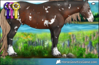Horse Color:White Spotted Liver Chestnut Sabino Rabicano