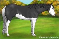 Horse Color:Black Splash