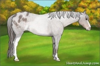 Horse Color:Liver Red Roan Sabino Appaloosa 