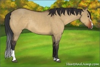 Horse Color:Bay Dun Sabino Rabicano