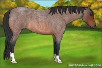 Horse Color:Bay Roan 