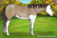 Horse Color:Classic Champagne Splash