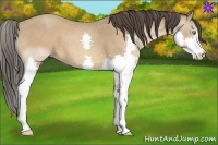 Horse Color:Amber Champagne Splash 