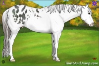 Horse Color:White Spotted Black Splash Blanket Rabicano 