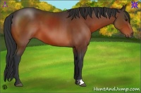 Horse Color:Bay 