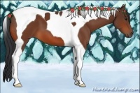 Horse Color:Bay Tobiano 