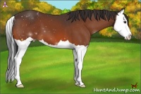 Horse Color:Bay Splash 