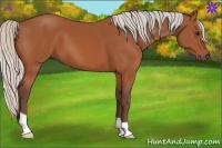 Horse Color:Silver Bay 