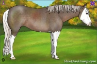 Horse Color:Silver Black Splash