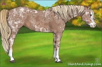 Horse Color:Chestnut Ice Splash Rabicano 