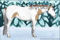 Horse Color:Buckskin Dun Splash Tobiano
