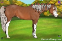 Horse Color:Silver Bay Sabino