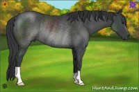 Horse Color:Black Rabicano 