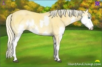 Horse Color:Palomino Dun Sabino Splash 