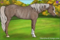 Horse Color:Silver Black Rabicano 