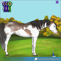 Horse Color:Brown Splash