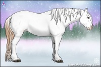 Horse Color:Chestnut Splash Varnish Rabicano 