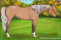 Horse Color:Silver Bay Roan 