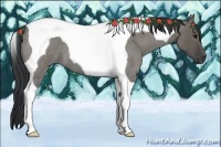 Horse Color:Grullo Roan Tobiano