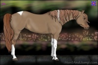 Horse Color:Liver Red Dun Tobiano