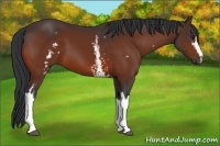 Horse Color:White Spotted Bay Frame