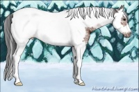 Horse Color:White Spotted Bay Splash Tobiano Frame 