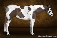 Horse Color:Liver Chestnut Sabino Splash Tobiano