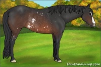 Horse Color:White Spotted Brown Frame Rabicano