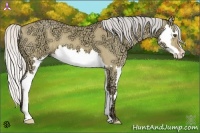 Horse Color:Silver Buckskin Ice Dun Splash Frame