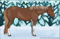 Horse Color:Chestnut Tobiano Rabicano 
