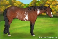 Horse Color:White Spotted Brown Frame Rabicano 