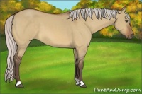 Horse Color:Silver Bay Dun 