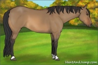 Horse Color:Bay Dun