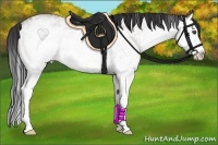 Horse Color:White Spotted Bay Roan Splash