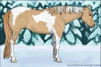 Horse Color:Red Dun Tobiano