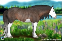 Horse Color:Liver Chestnut Splash Rabicano 